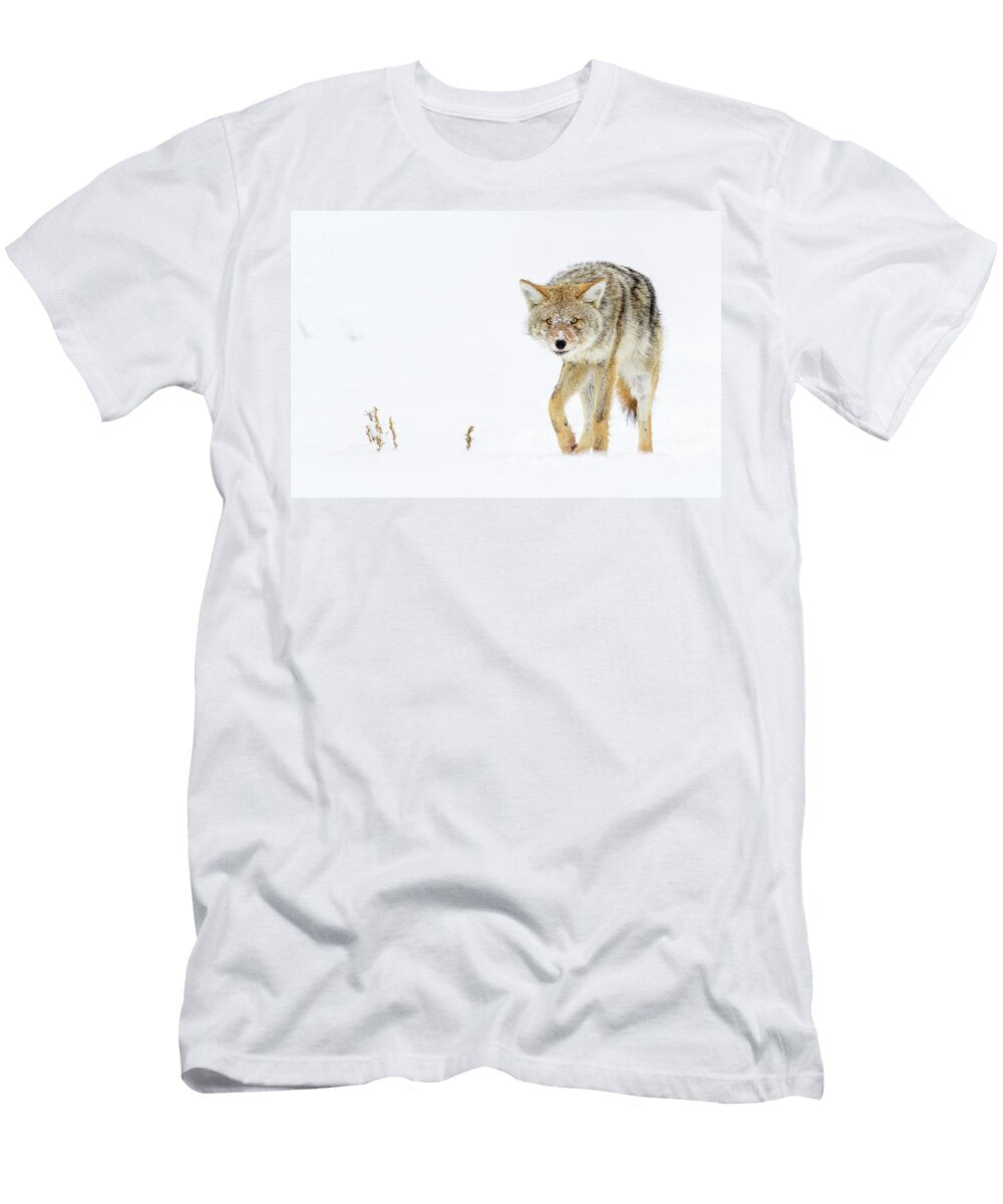 1 Coyote with Porcupine Quills Lodged in Its Muzzle Hayden Nick Garbutt Natureplcom T-Shirt