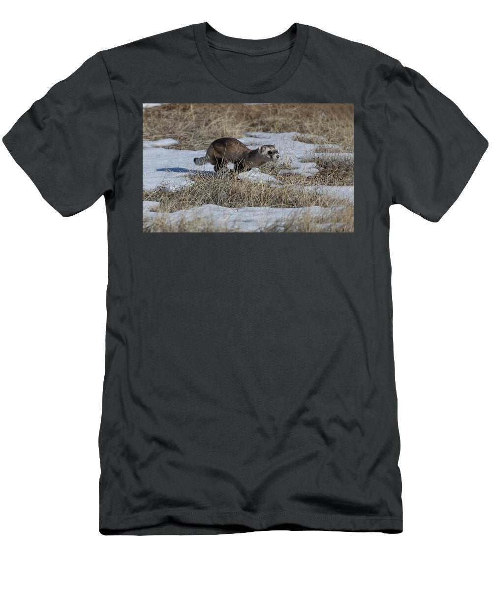 Black Footed Ferret Running Across Alpine Tundra From Charlie Summers Natureplcom T-Shirt