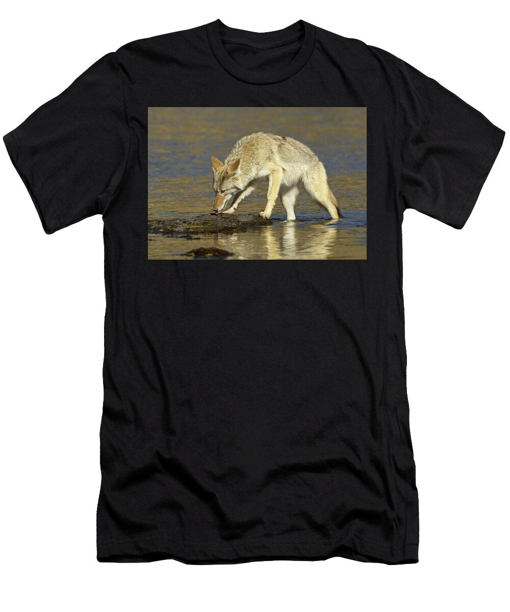 Coyote Licking Minerals From Rocks in the Yellowstone George Sanker Natureplcom T-Shirt